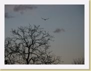 2005-11-05 17-08-47 Novembre 221,0mm 1_182_eme F3,5 * 2560 x 1920 * (2.07MB)